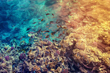 Fototapeta na wymiar Defocused background image of blue water of Red Sea with coral reef and schools of colorful fish, Egypt. Fish horde on the seabed