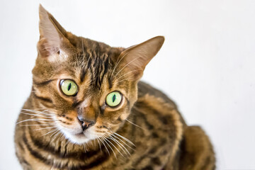 Portrait of a purebred bengal cat on a white background. Selective focus