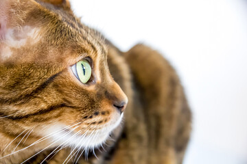 Portrait of a purebred bengal cat on a white background. Selective focus