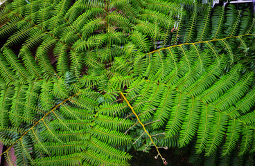 Close up of a green fern
