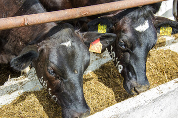 A herd of cows on a dairy farm. Black-and-white bull with marks on their ears graze on the stable....