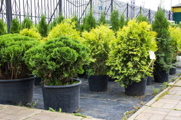 Garden shop. A row of pine, tuja and juniper in pots with price tags offered for sale