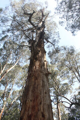 Fototapeta premium Tall tree reaching to the sky