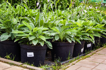 Garden shop. A row of seedlings and flowers in pots with price tags offered for sale