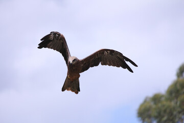 Flying hawk with outstretched wings