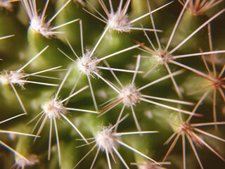 Background, pattern for design, cactus with thorns close-up. Green plant with white spines-needles, macro