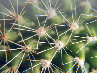 Background, pattern for design, cactus with thorns close-up. Green plant with white spines-needles, macro