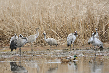 Kraniche im Herbst an der Ostsee
