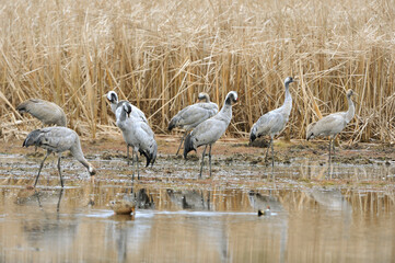 Kraniche im Herbst an der Ostsee