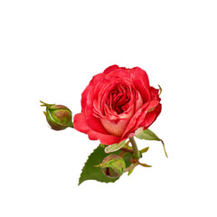 Fototapeta premium red open rose flower and closed green buds. small bouquet on a white background. isolated flower for design of cards, invitations