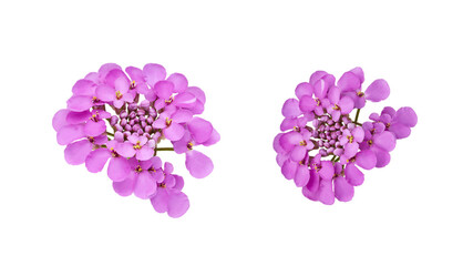 set of isolated elements for floral design. purple beautiful flowers of iberia on white background