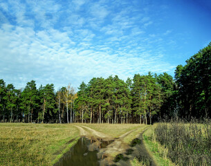 Fototapeta na wymiar Panoramic view of the field and the pines. Beautiful landscape of the Russian steppes, Moscow Region. Broken rural road with puddle