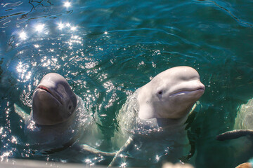 Smiling white whales bathes and plays in the sea in the blue water of pool. Cute laughing...