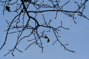 Silhouette of branches on cloudy sky backgroud