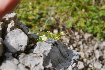 Wanderung zum Kleinen Törl im Wilden Kaiser