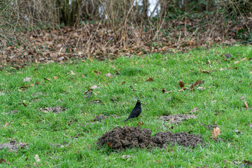 Black bird on the grass field