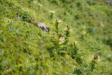Wanderung zum Kleinen Törl im Wilden Kaiser