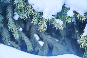 Pine branches covered with snow. Winter background of nature. Snow-covered forest. Christmas background. High quality photo