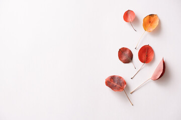 Autumn leaves on the white background. Copy space for text.