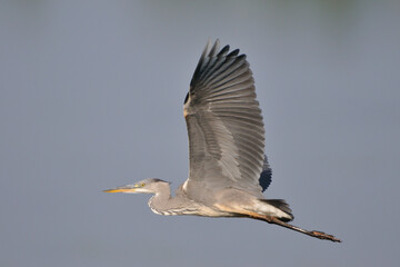 Fliegender Graureiher in der Morgensonne