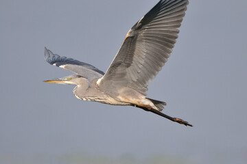 Fliegender Graureiher in der Morgensonne