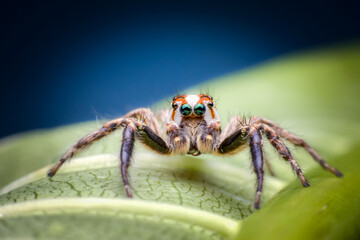 Fototapeta premium spider on a leaf
