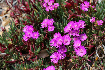 Lampranthus piquet, Purple Ice Plant