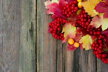 Naklejka na ściany i meble wooden aged background with autumn bright leaves and berries. background with red and yellow leaves top view
