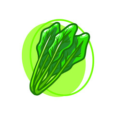 Spinach vegetables drawing illustration design