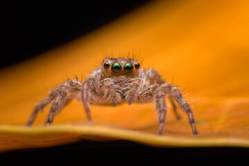 spider on the wall