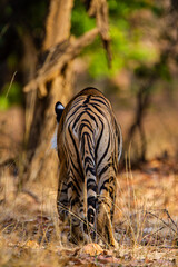A Bengal Tiger walking through the jungle to rest in Bandhavgarh, India