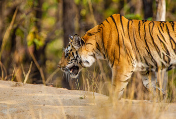 A Bengal Tiger walking through the jungle to a waterhole in Bandhavgarh, India