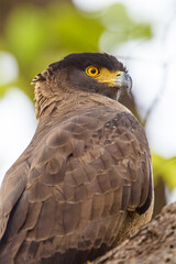 Crested Serpent Eagle sitting on a branch waiting for prey in Bandhavgarh, India