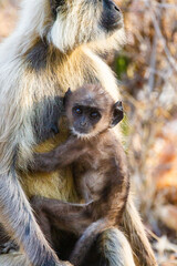 Hanuman Langur mom ad her young resting in the forests of Bandhavgarh, India