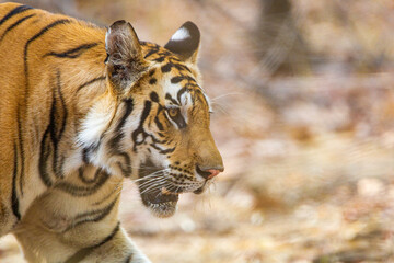 A Bengal Tiger walking through the jungle to a waterhole in Bandhavgarh, India