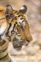 A Bengal Tiger walking through the jungle to a waterhole in Bandhavgarh, India