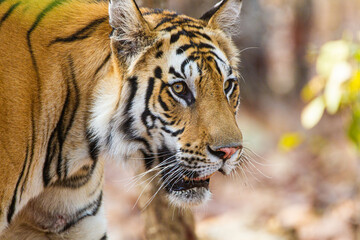A Bengal Tiger walking through the jungle to a waterhole in Bandhavgarh, India