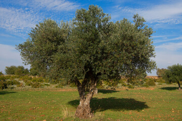 Olivo centenario en olivar mediterraneo en España en Otoño