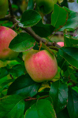 apples on tree