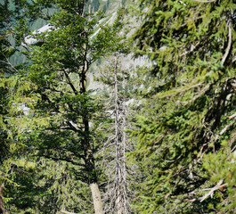 Wanderung zum Kleinen Törl im Wilden Kaiser