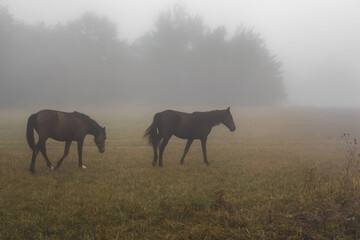 horses grazing in a meadow in the fog