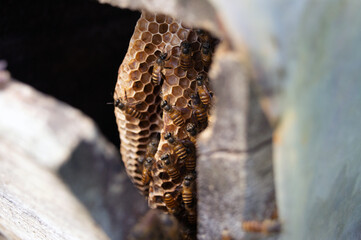 a cultured bee hive in bali indonesia