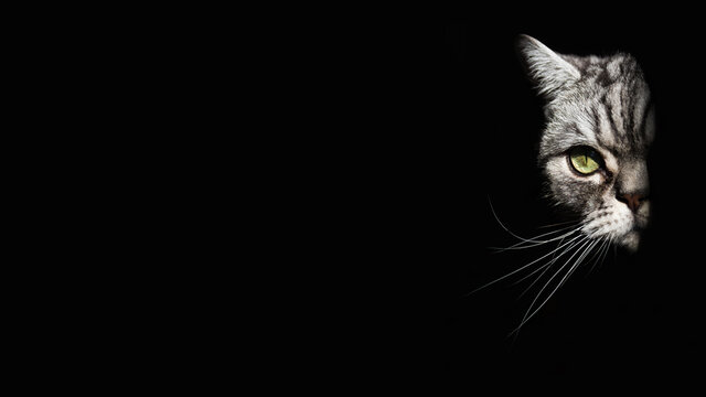 A mysterious cat emerging from the darkness. A great desktop wallpaper, a high quality photo for your computer or other device. Cat lovers, a desktop for those who love cats. British Shorthair silver