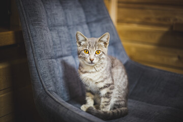gray cat on the chair looks into the camera