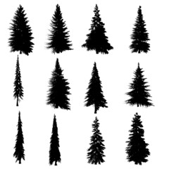 Set with silhouettes of trees isolated on white background. A set of Christmas trees of different shapes. Vector illustration
