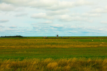 Panoramic view of meadows with happy free range sheep on dutch island Texel on a summer day with...