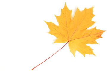 Dried orange maple leaf. Autumn leaf isolated on white background. Top view, flat lay. Copy space for text.