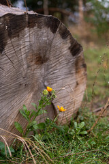 Fototapeta premium Stump and a flower in the countryside. Rural autumn details