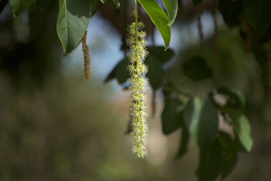 Flowering Phytolacca dioica common name  ombu, natural macro floral background
