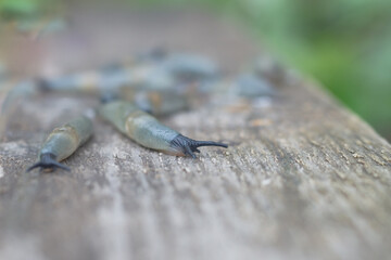 Slugs on a wet wooden board, wet sticky insects clams crawling on the tree